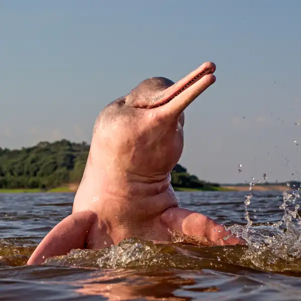 Tours en Perú - Pacaya Samiria 3 días y 2 Noches 1