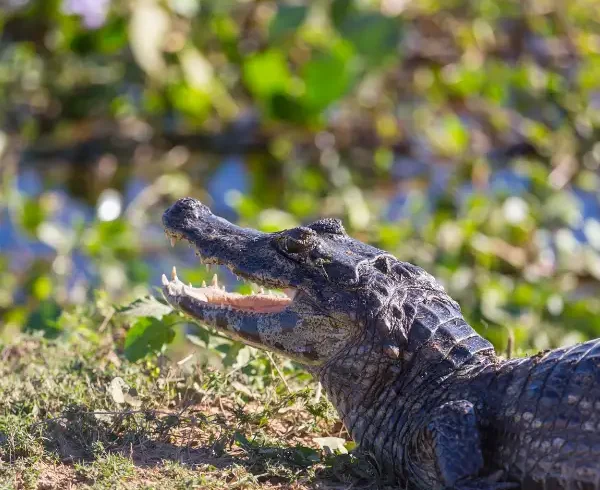 Tours en Perú - Pacaya Samiria 3 días y 2 Noches 3