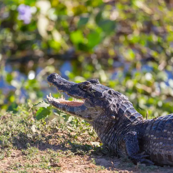 Tours en Perú - Pacaya Samiria 3 días y 2 Noches 3