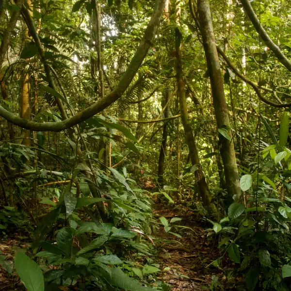 Tours en Perú - Pacaya Samiria 4 días y 3 Noches 1