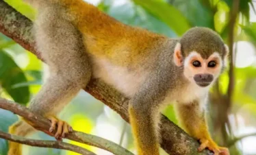 Tours en Perú - Pacaya Samiria 4 días y 3 Noches 2