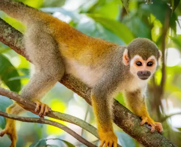 Tours en Perú - Pacaya Samiria 4 días y 3 Noches 2