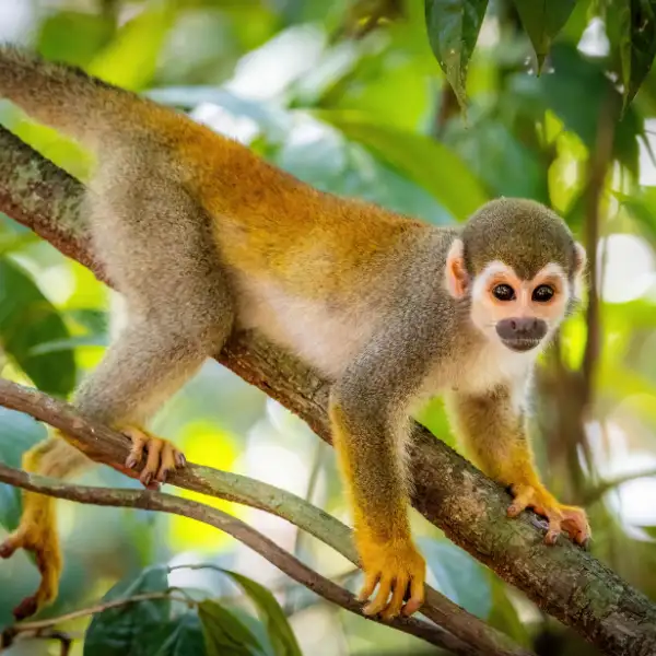 Tours en Perú - Pacaya Samiria 4 días y 3 Noches 2