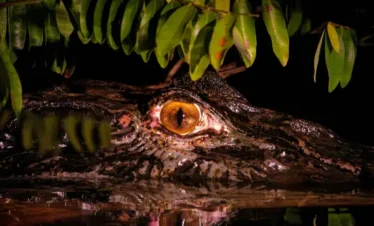 Tours en Perú - Selva Amazónica - Pacaya Samiria 5 días y 4 Noches 3