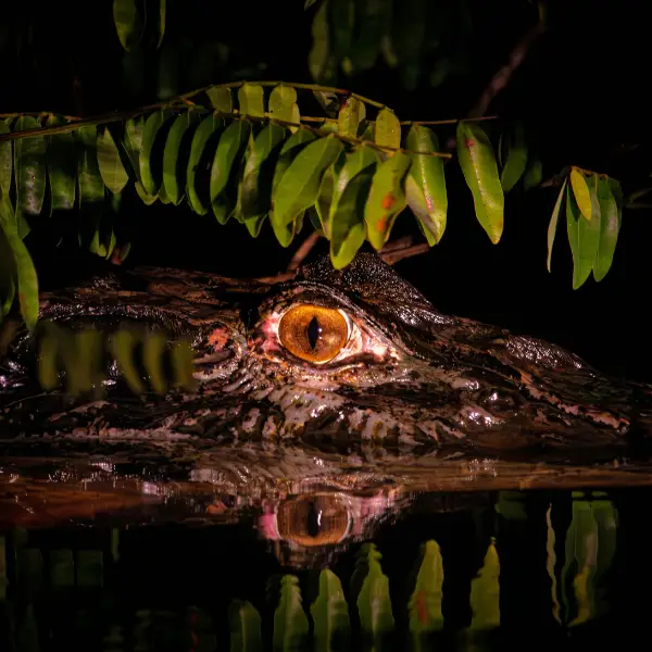 Tours en Perú - Selva Amazónica - Pacaya Samiria 5 días y 4 Noches 3