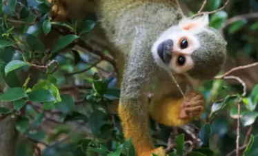Tours en Perú - Selva Amazónica - Pacaya Samiria 5 días y 4 Nohces 2