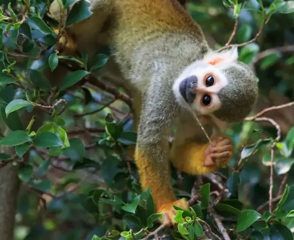 Tours en Perú - Selva Amazónica - Pacaya Samiria 5 días y 4 Nohces 2