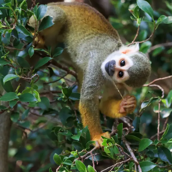 Tours en Perú - Selva Amazónica - Pacaya Samiria 5 días y 4 Nohces 2