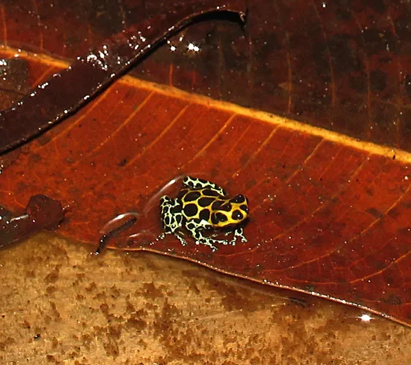 Tours en Perú Tarapoto - Tarapoto 3 días y 2 noches 3