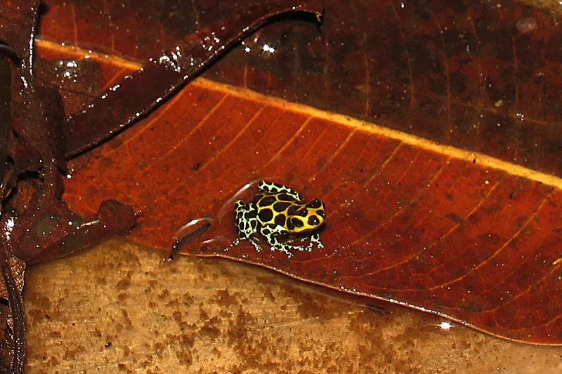 Tours en Perú Tarapoto - Tarapoto 3 días y 2 noches 3