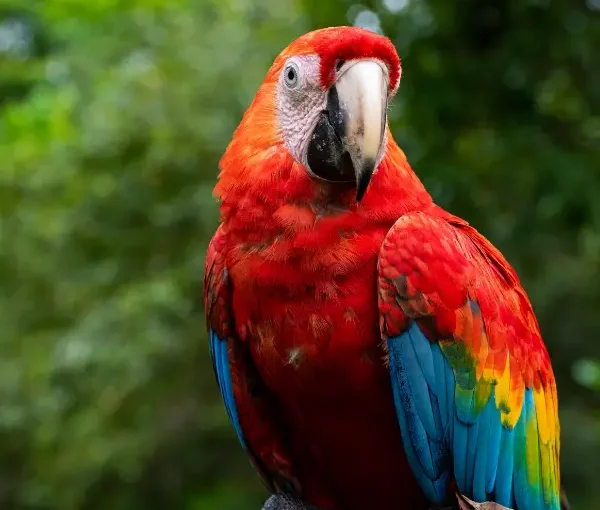 Top 5 Animales de la Amazonía Peruana que no te puedes perder