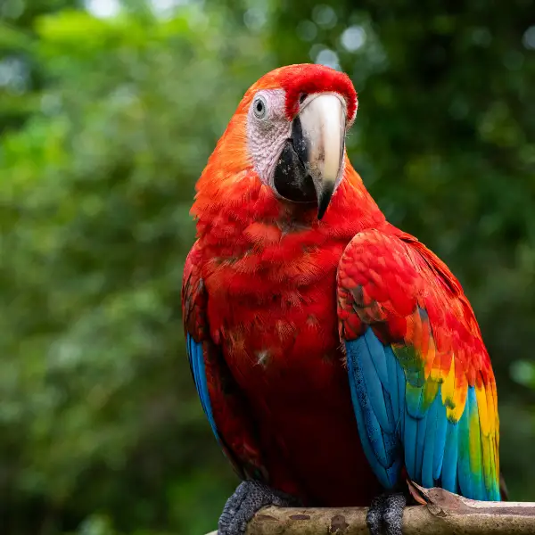 Top 5 Animales de la Amazonía Peruana que no te puedes perder