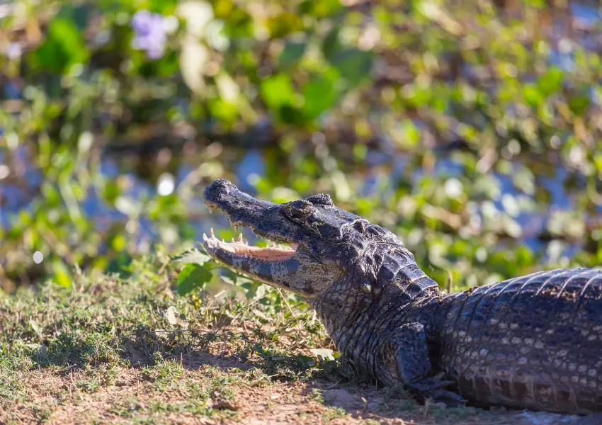 Caimán en los ríos de la Amazonía peruana
