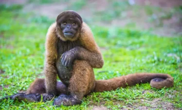 Monos amazónicos en la selva de Perú