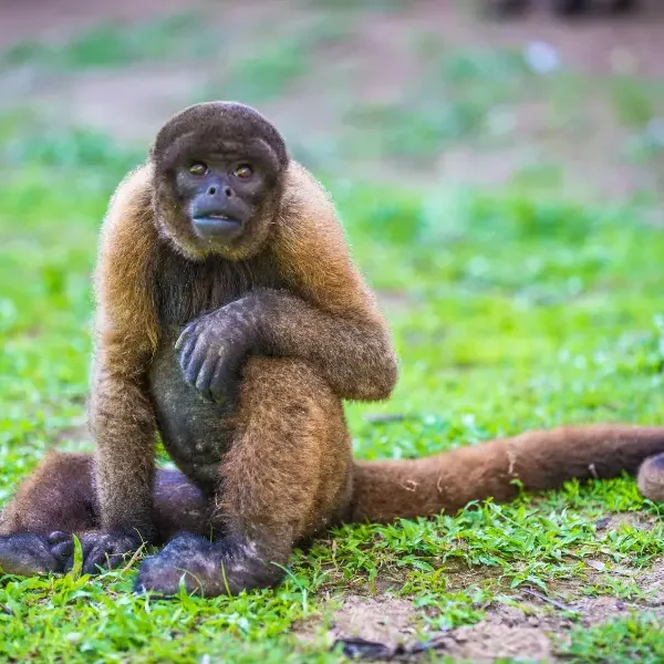 Monos amazónicos en la selva de Perú