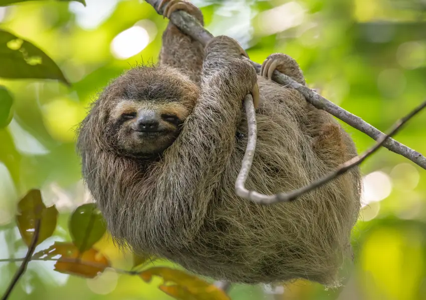 Perezoso descansyo en la selva de la Amazonía peruana